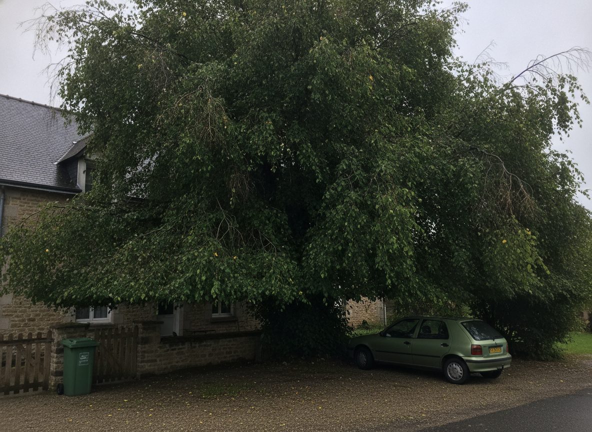 Avant les travaux : allègement d'une couronne trop dense près d'une maison (photo d'illustration)